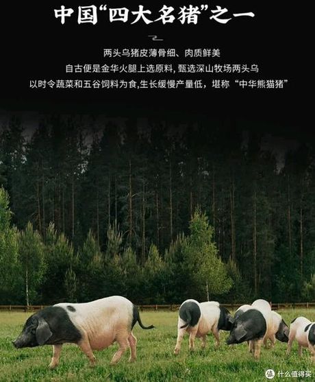 探寻源头：金华猪的发展历程