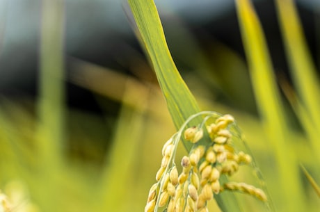 了解祁寯藻，这个古老水稻如今仍然受到重视