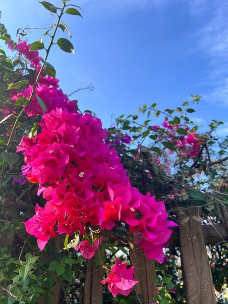 3月开什么花，3月开什么花？一起来看看吧！