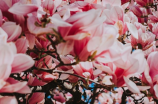 公园年票，让您玩转公园四季美景