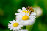 蜜蜂网站，高效建站神器