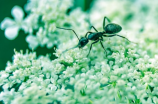 蚂蚁与大象：小的力量、大的智慧