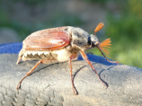 蟑螂卵的危害与防治方式