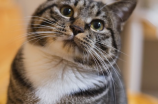 阿毛天天向上：全国最大规模的猫日活动在北京顺利举办