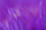 紫色曲玉 - 古朴优雅的和田玉种类