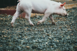猪品种(探讨中国常见的猪品种及其特点)