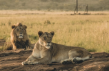 巴巴里狮：非洲的野性之王