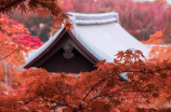 柳暗花明又一村上一句，跟着村上春树去感受秋色明媚的京都