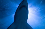 惊人！中国潜水员发现鲨鱼鲨鱼伟大种群