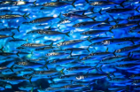 怎样合理观赏鱼养殖？